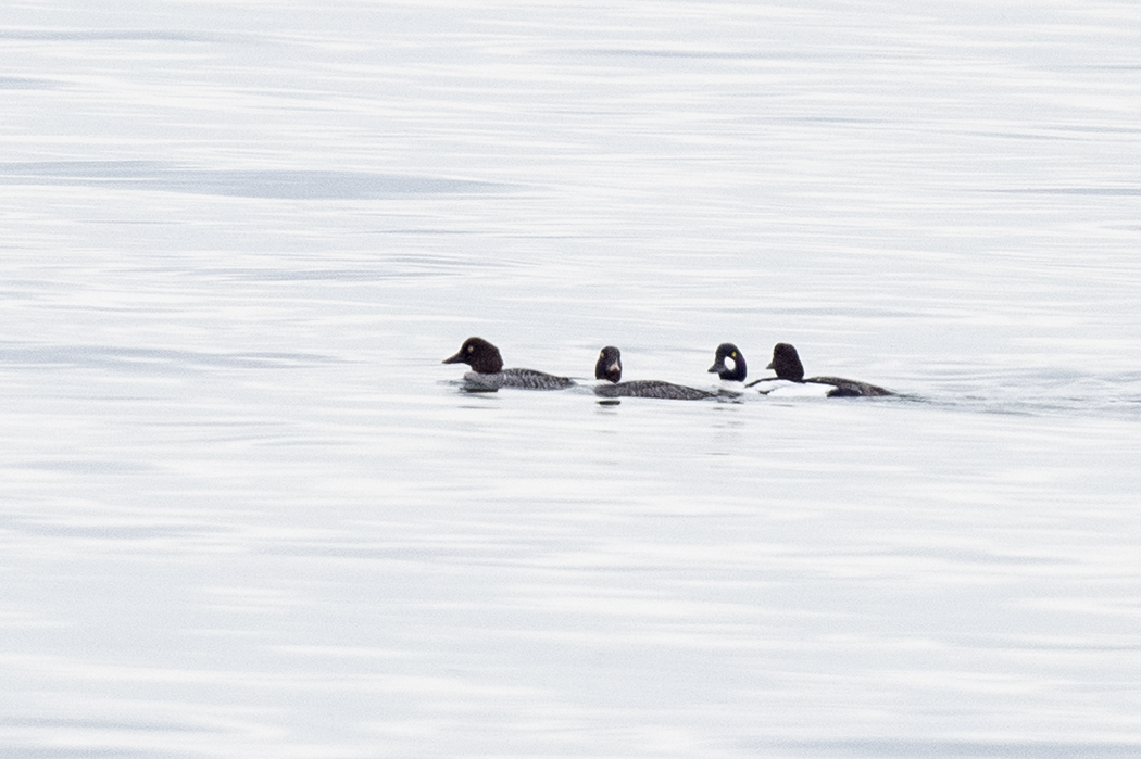 Common Goldeneye